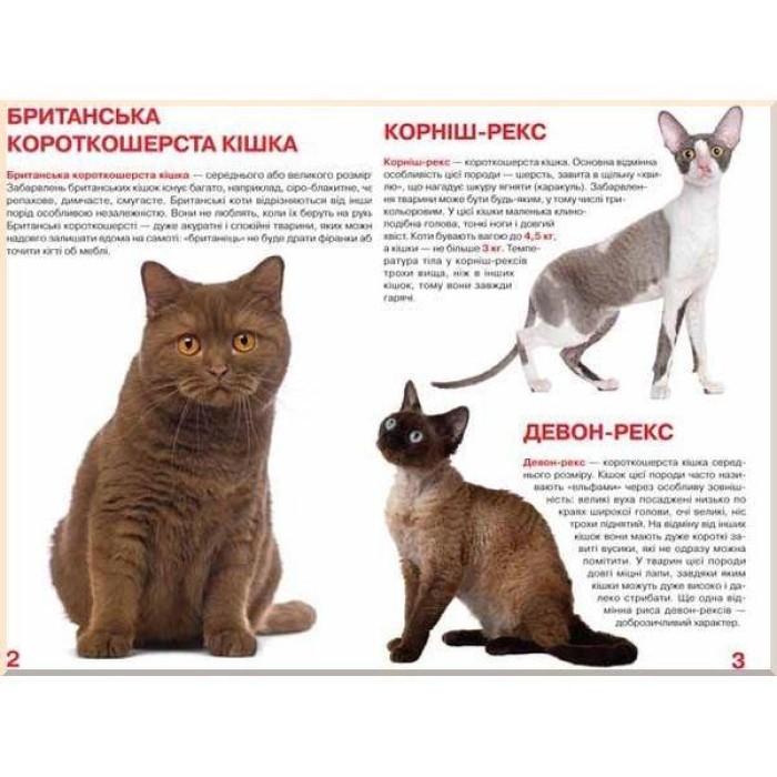 «Велика книжка.Кішки» на 16 сторінок з м'якою обкладинкою 24х33 см, ТМ Кристал Бук