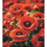 Набір з алмазною мозаїкою «Чарівність червоних маків» 30х40 см, ТМ Strateg