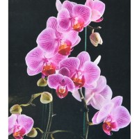 Набір з алмазною мозаїкою «Вишукана орхідея» 40х50 см, ТМ Strateg