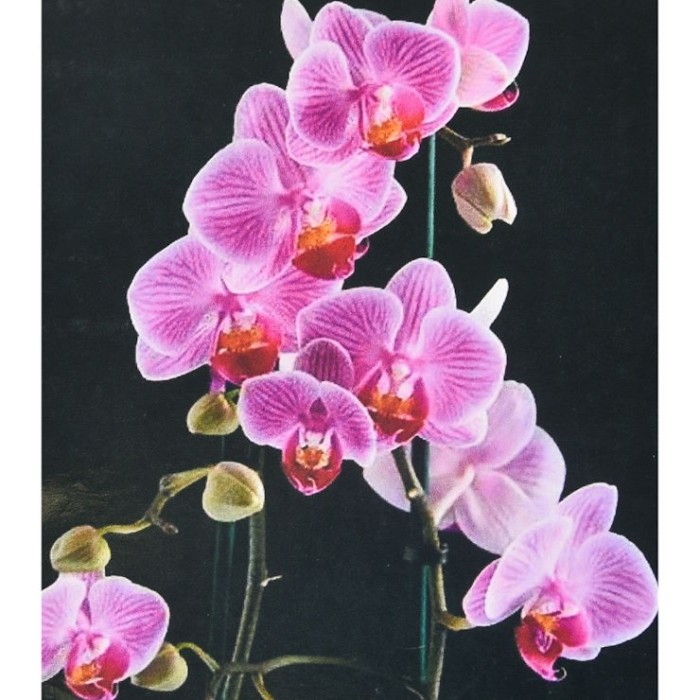 Набір з алмазною мозаїкою «Вишукана орхідея» 40х50 см, ТМ Strateg